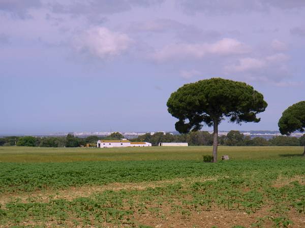 Original image