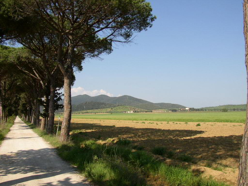 Back