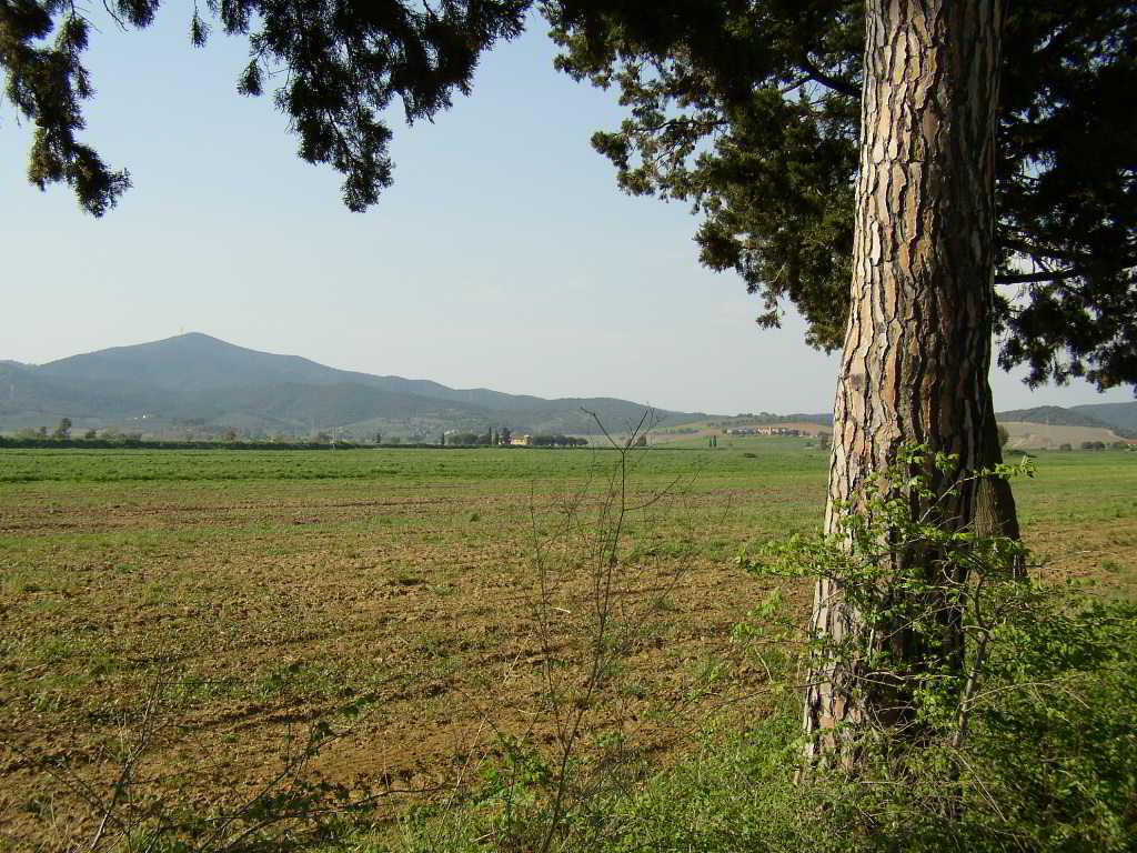 Back