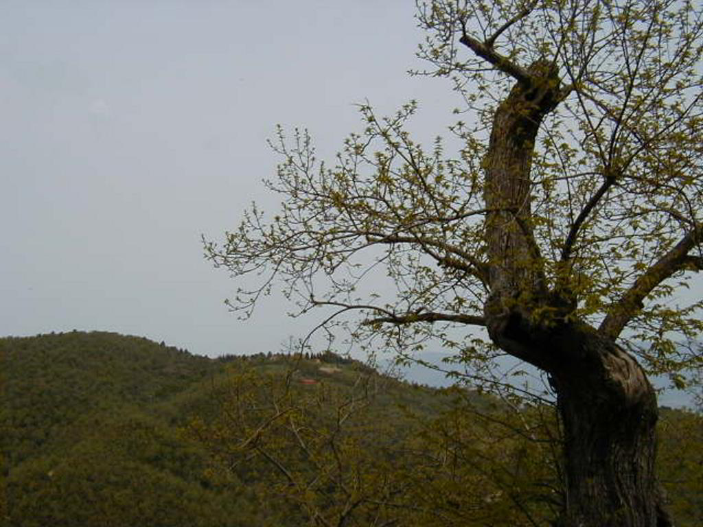 Back
